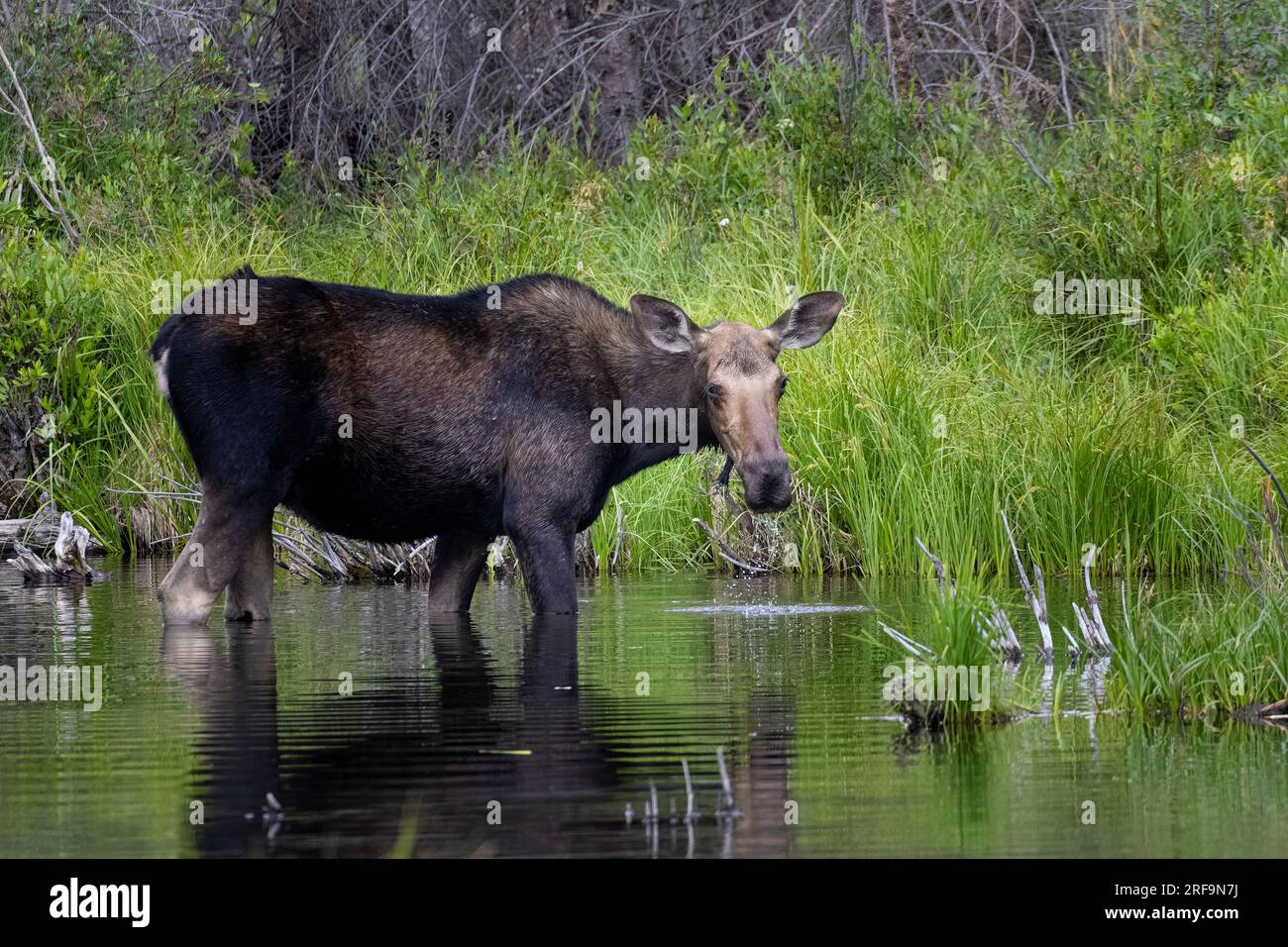 Alimentation des orignaux de vache dans les étangs de castors au lac Jefferson Colorado Banque D'Images