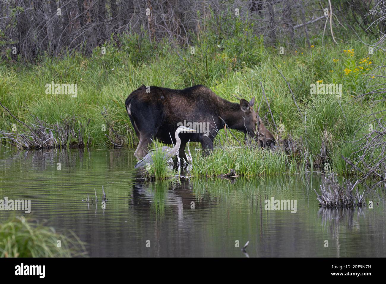 Alimentation des orignaux de vache dans les étangs de castors au lac Jefferson Colorado Banque D'Images