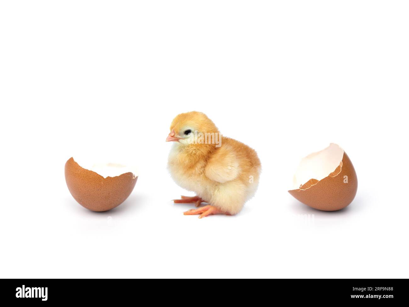 Scène concept vient de naître de poulet éclosion d'oeuf par Chick avec coquille d'oeuf avec des coquilles d'oeuf cassées qui sont séparées isolées sur fond blanc. Banque D'Images