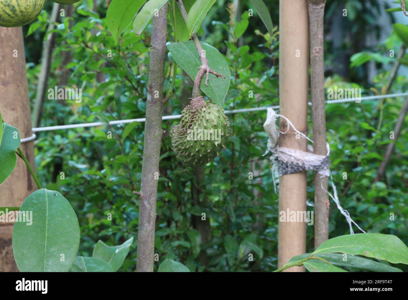 Les fruits de corsope sur l'arbre dans la ferme pour la récolte sont des cultures commerciales Banque D'Images