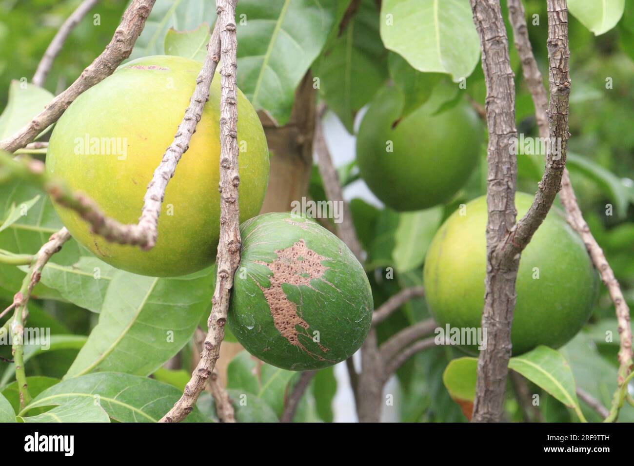 Savoureux et sain Pouteria caimito fruit sur l'arbre à la ferme pour la récolte sont des cultures commerciales Banque D'Images