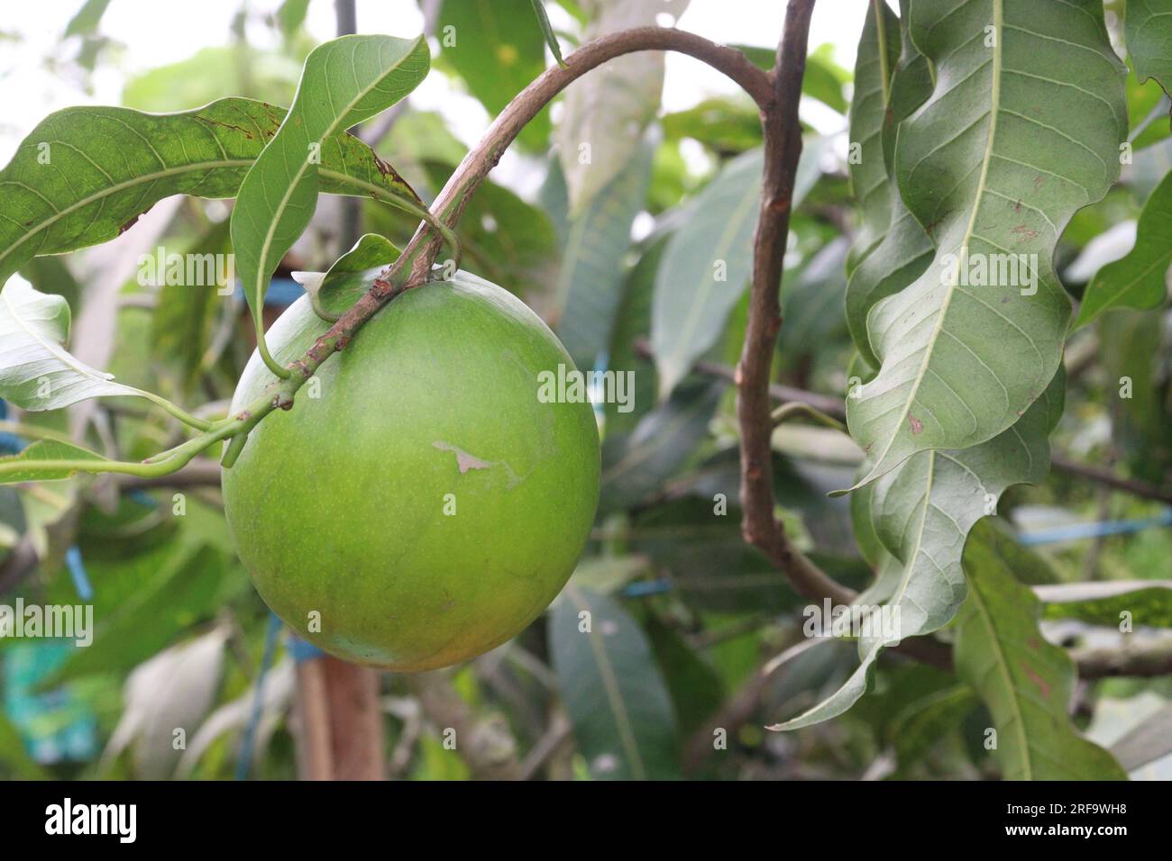 Savoureux et sain Pouteria caimito fruit sur l'arbre à la ferme pour la récolte sont des cultures commerciales Banque D'Images