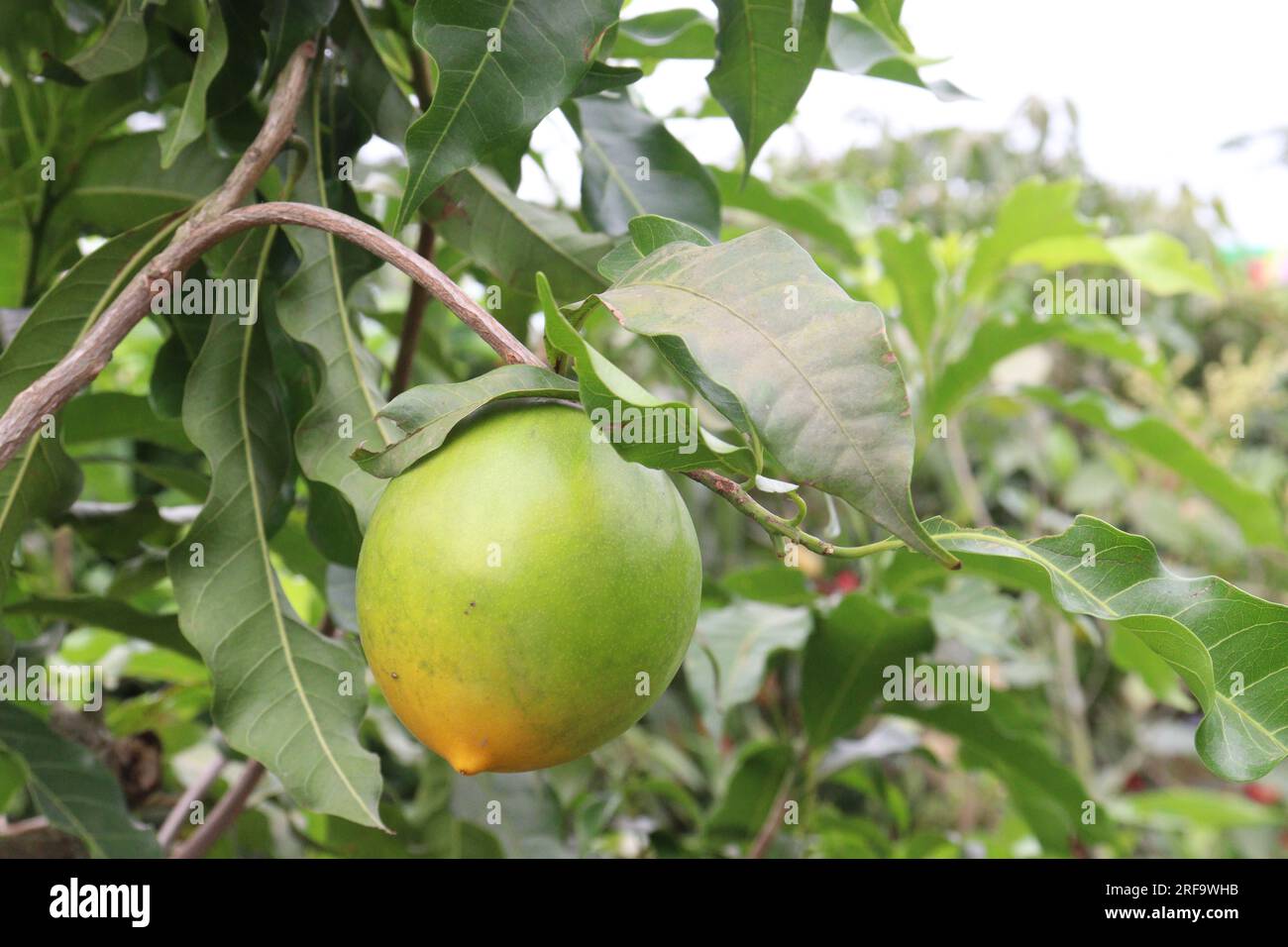 Savoureux et sain Pouteria caimito fruit sur l'arbre à la ferme pour la récolte sont des cultures commerciales Banque D'Images