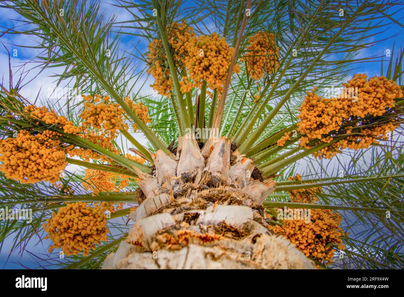 Arbre de dattes avec des fruits Banque de photographies et d’images à ...
