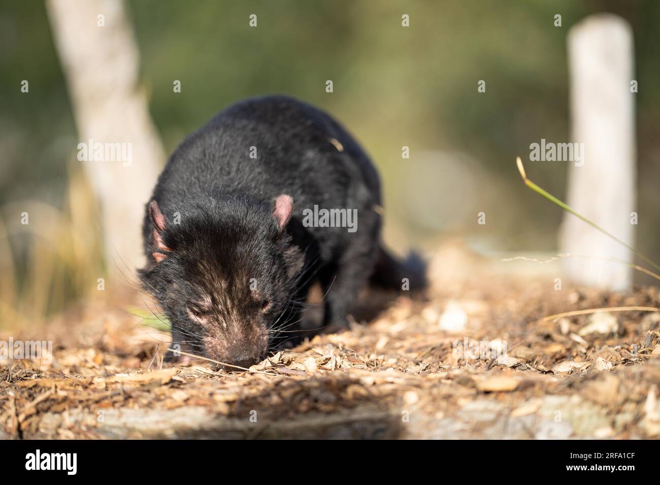 Beau diable tasmanien dans le Bush tasmanien. Faune australienne dans un parc national en Australie au printemps Banque D'Images