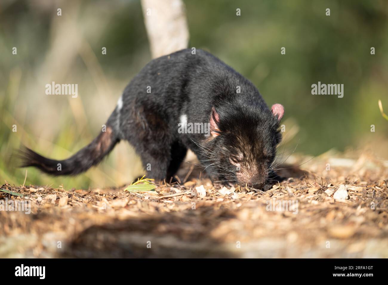 Beau diable tasmanien dans le Bush tasmanien. Faune australienne dans un parc national en Australie au printemps Banque D'Images