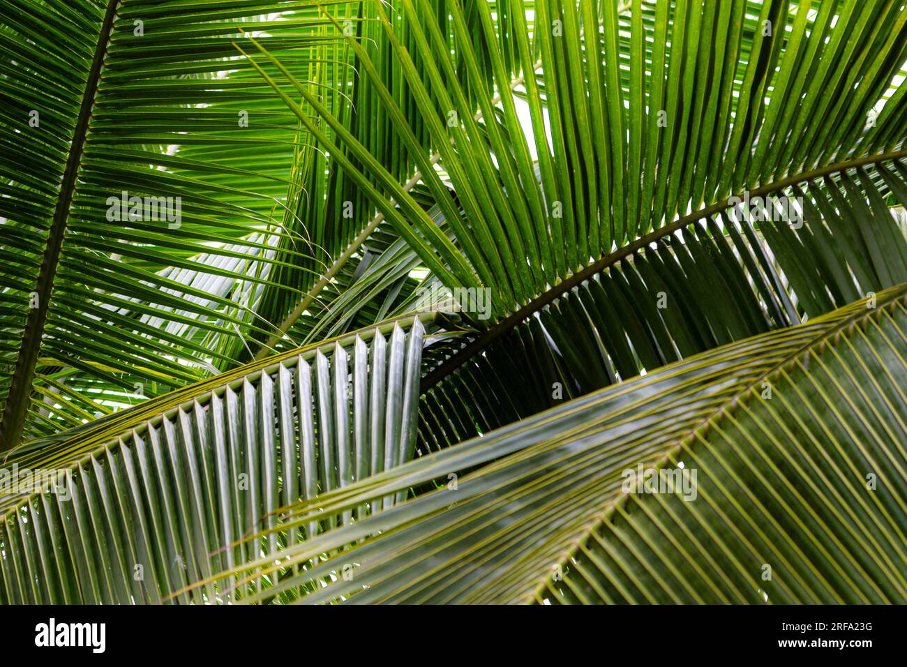 Le cocotier quitte le Costa Rica Banque D'Images