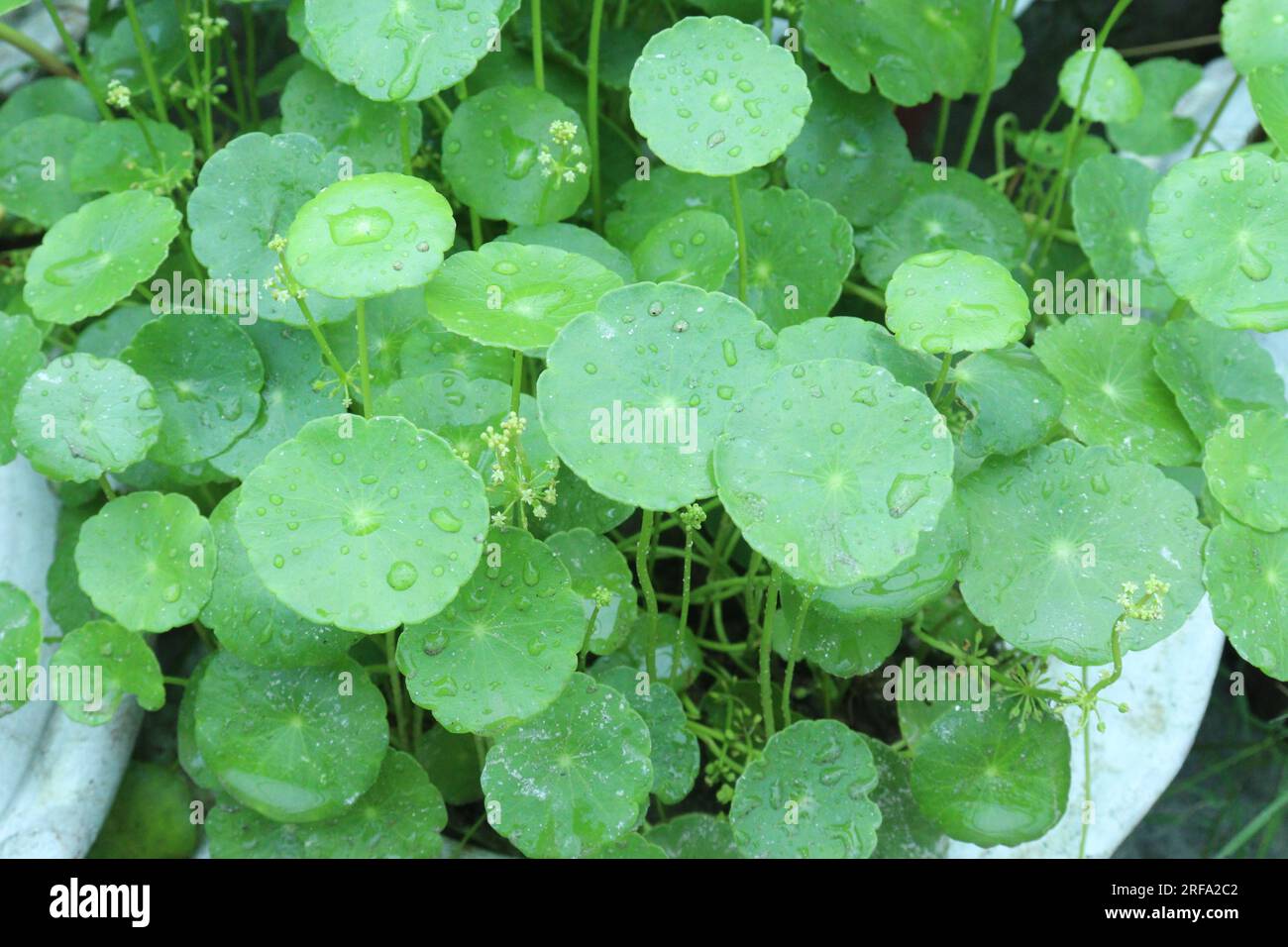 Plante de feuilles de Centella asiatica sur pot avec de l'eau pour la récolte sont des cultures commerciales Banque D'Images