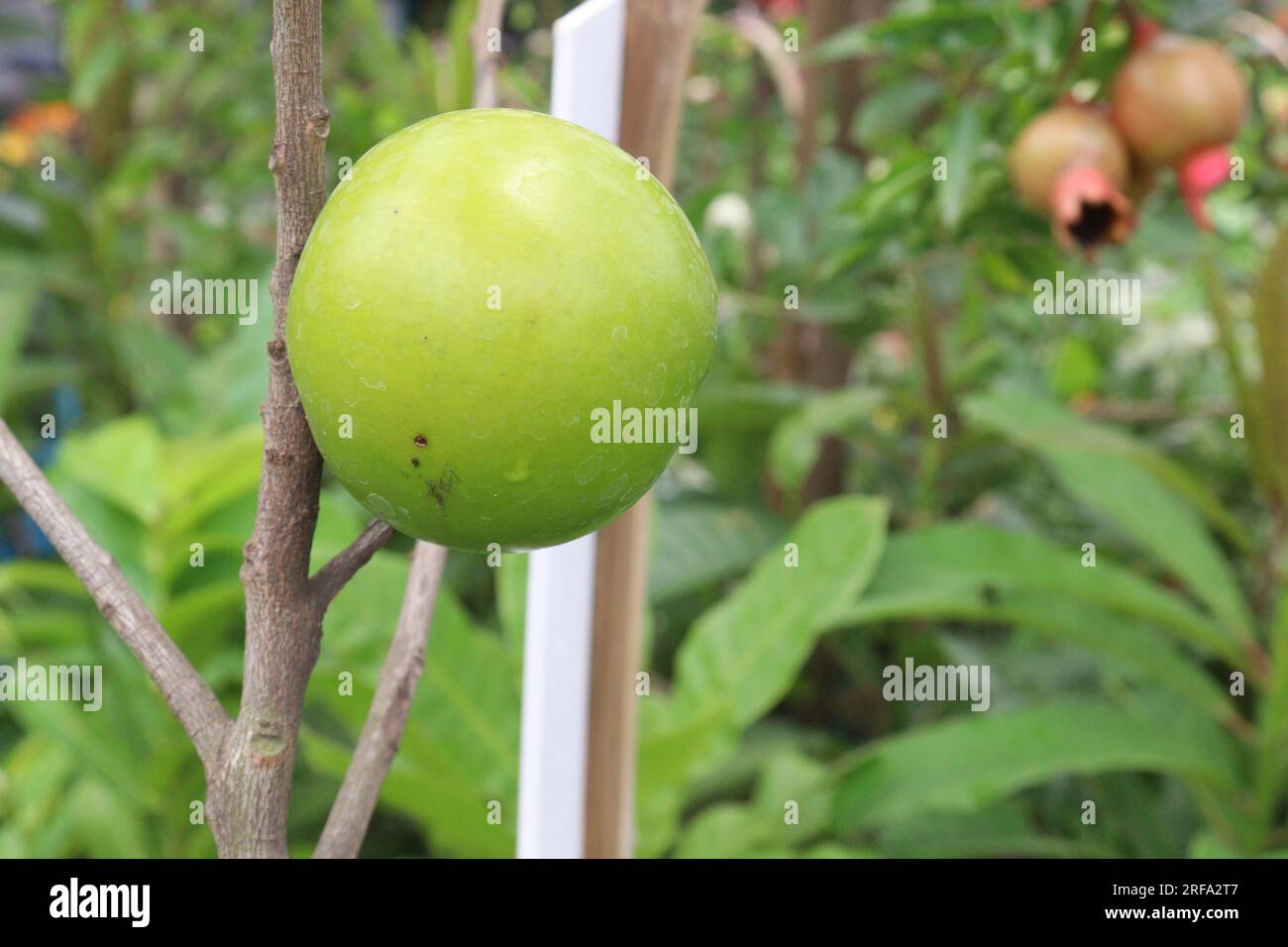 Savoureux et sain Pouteria caimito fruit sur l'arbre à la ferme pour la récolte sont des cultures commerciales Banque D'Images