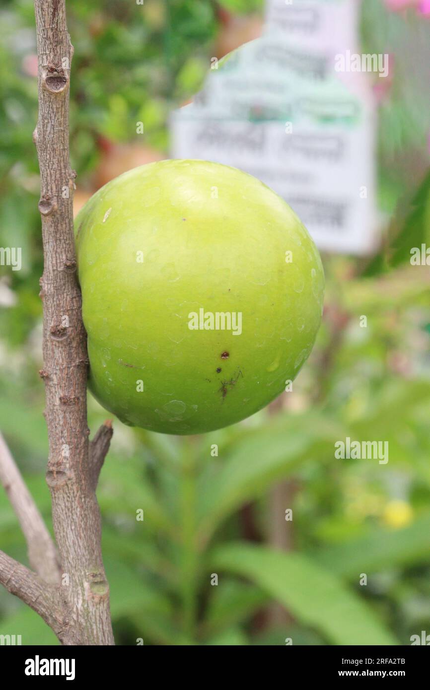 Savoureux et sain Pouteria caimito fruit sur l'arbre à la ferme pour la récolte sont des cultures commerciales Banque D'Images