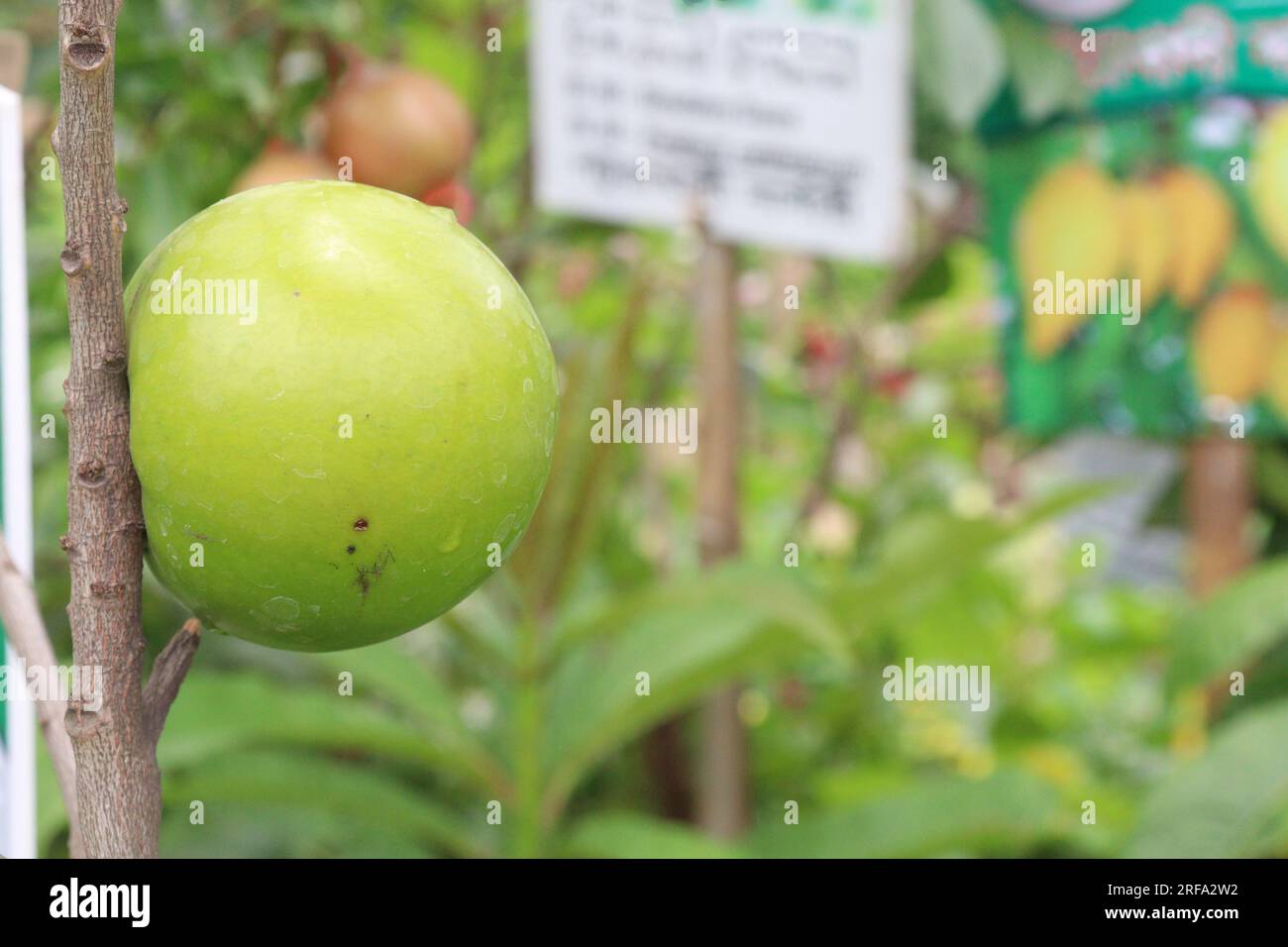 Savoureux et sain Pouteria caimito fruit sur l'arbre à la ferme pour la récolte sont des cultures commerciales Banque D'Images