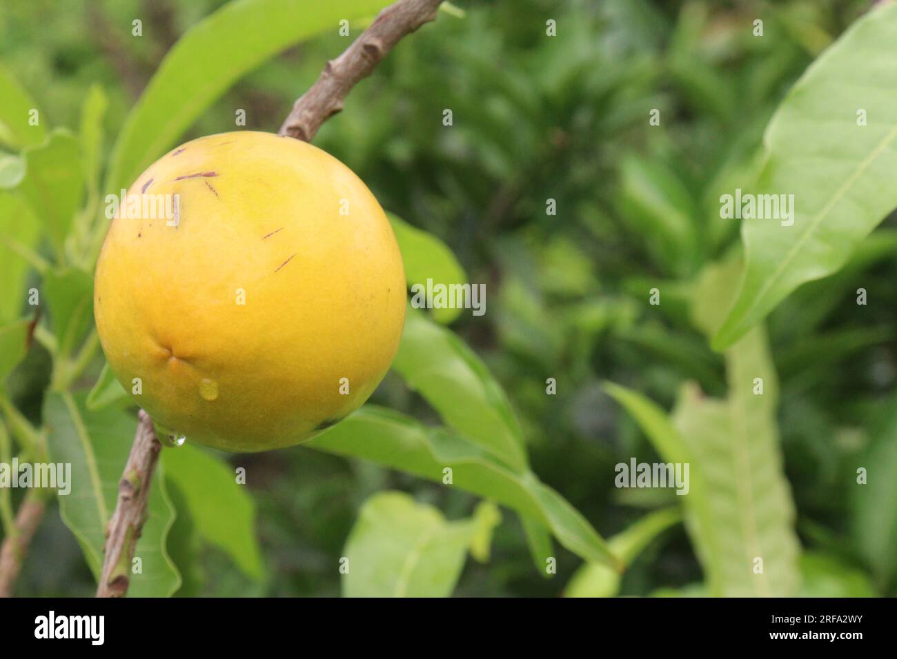 Savoureux et sain Pouteria caimito fruit sur l'arbre à la ferme pour la récolte sont des cultures commerciales Banque D'Images