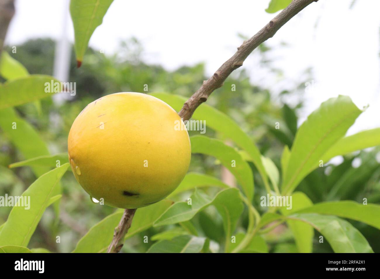 Savoureux et sain Pouteria caimito fruit sur l'arbre à la ferme pour la récolte sont des cultures commerciales Banque D'Images