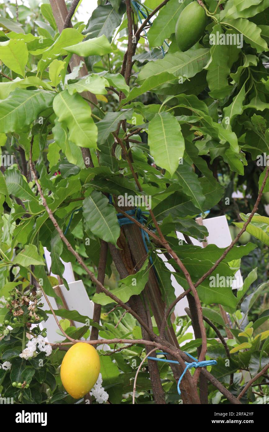 Savoureux et sain Pouteria caimito fruit sur l'arbre à la ferme pour la récolte sont des cultures commerciales Banque D'Images