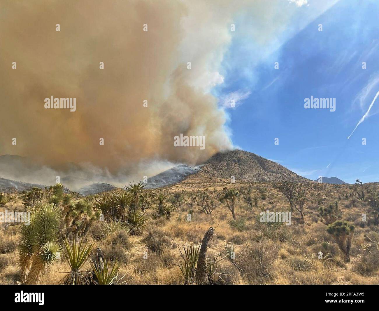 Le feu de York brûle dans la réserve nationale de Mojave le 29 juillet 2023. Le feu a brûlé plus de 80 000 acres le 1 août 2023, y compris les arbres Joshua et le yucca dans la réserve nationale de Mojave. Banque D'Images