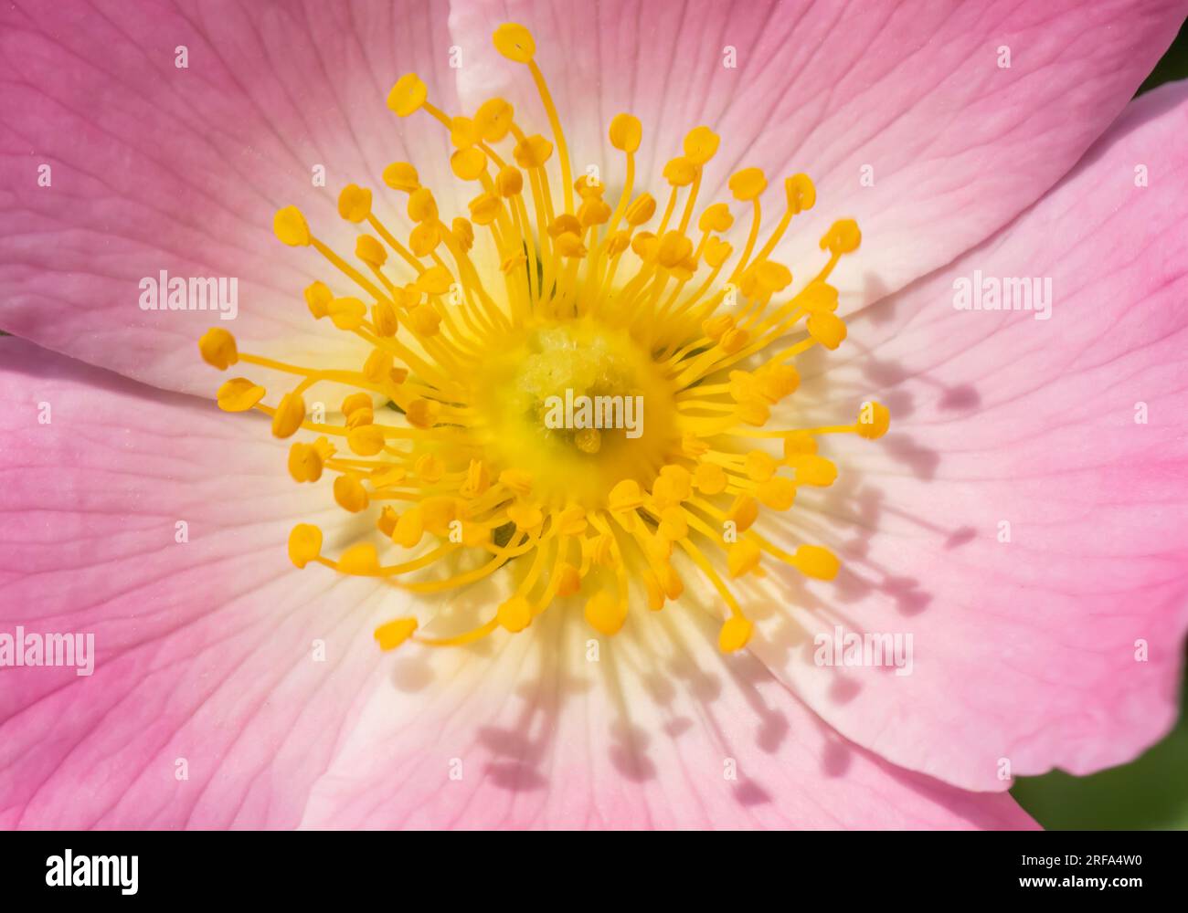 Gros plan avec fleur de rose sauvage rose ( rosa rubiginosa ) sur fond vert naturel. Banque D'Images