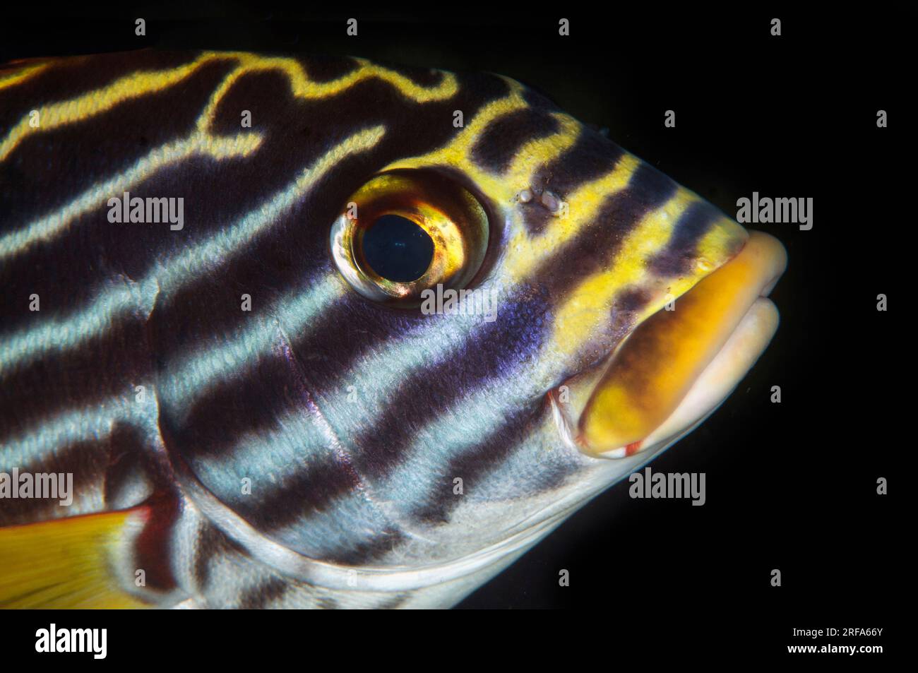 Oriental Sweetlips, Plectorhinchus vittatus, site de plongée Coral Garden, Seraya, Karangasem, Bali, Indonésie Banque D'Images