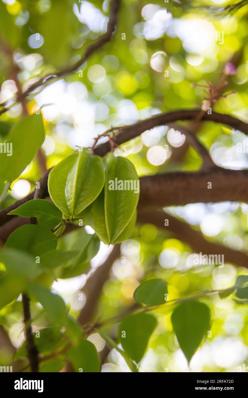 Starfruit dans un arbre cultivé naturellement Banque D'Images