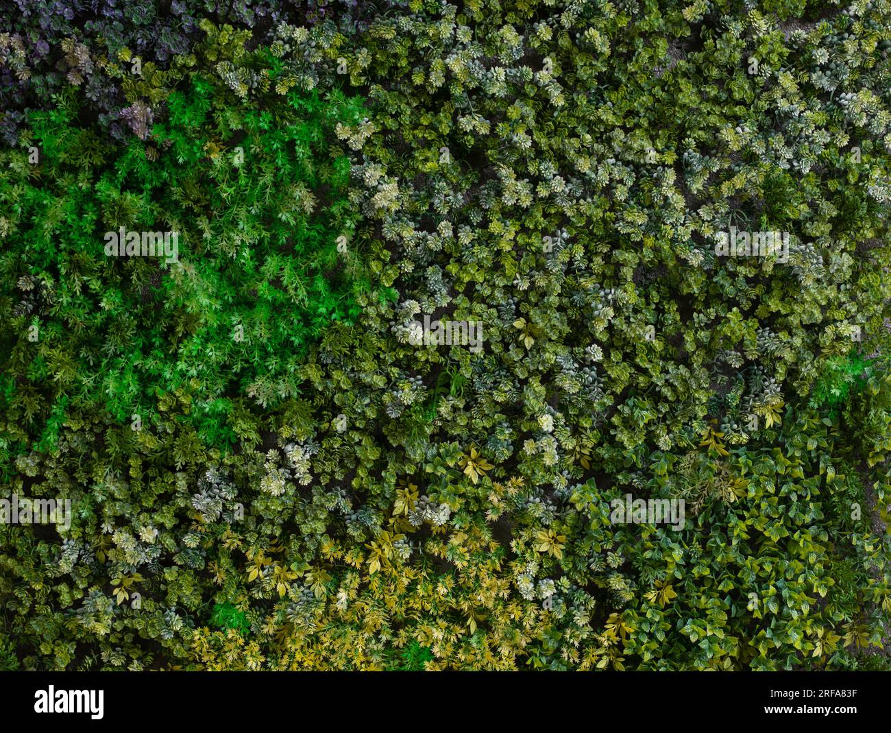 Différents types de textures d'herbe verte densément emballées se combinent. Banque D'Images