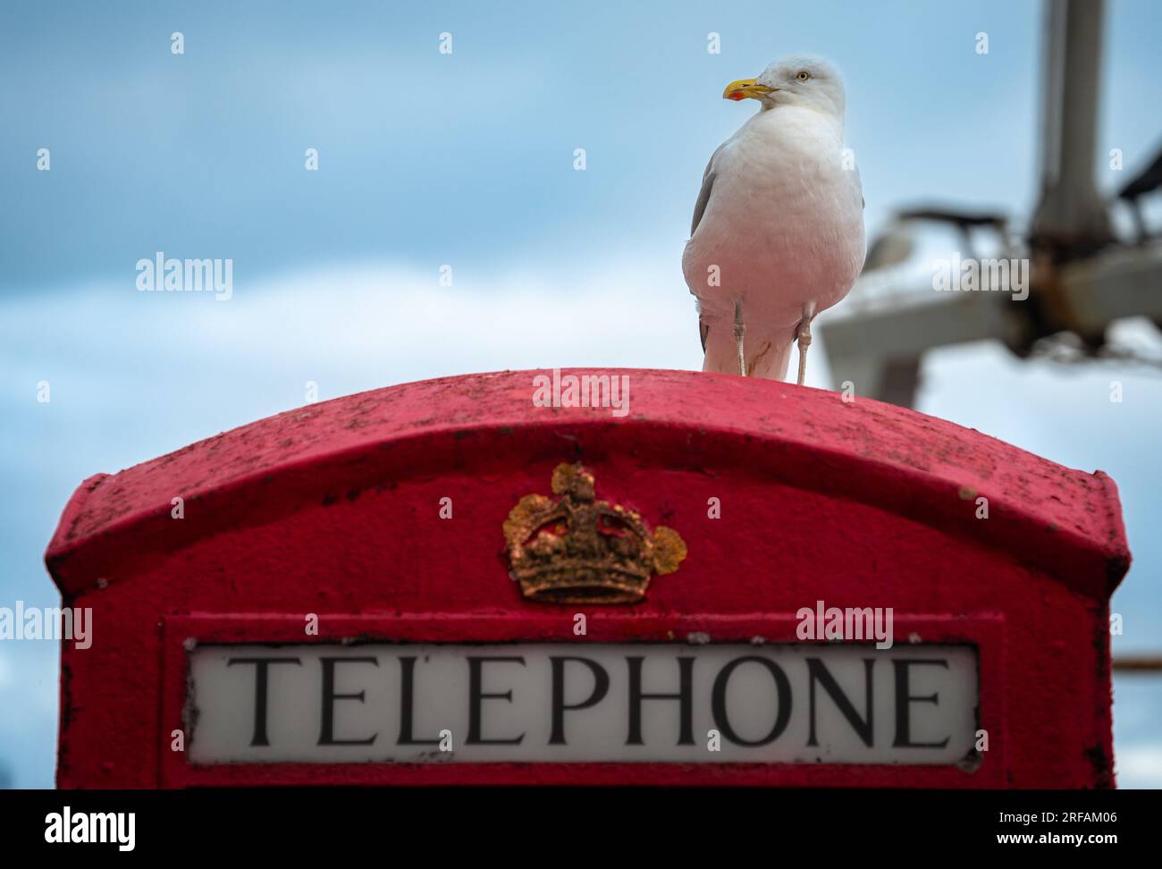 Seagull perché sur une cabine téléphonique britannique de style ancien Banque D'Images