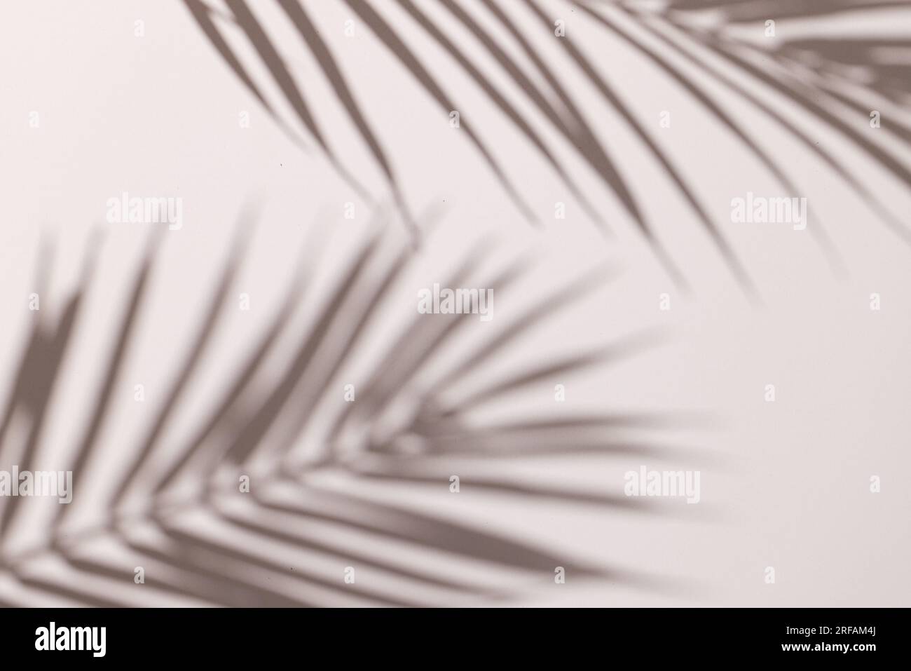 Gros plan de l'ombre des feuilles de palmier et copier l'espace sur fond blanc Banque D'Images