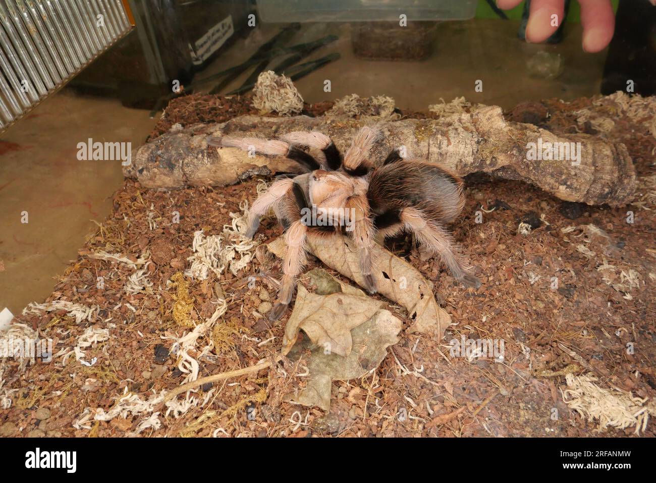 Derby Quad insectes araignées Creepy Crawlies - Goliath Birdeater (Theraphosa blondi) qui appartient à la famille des tarentula. Banque D'Images
