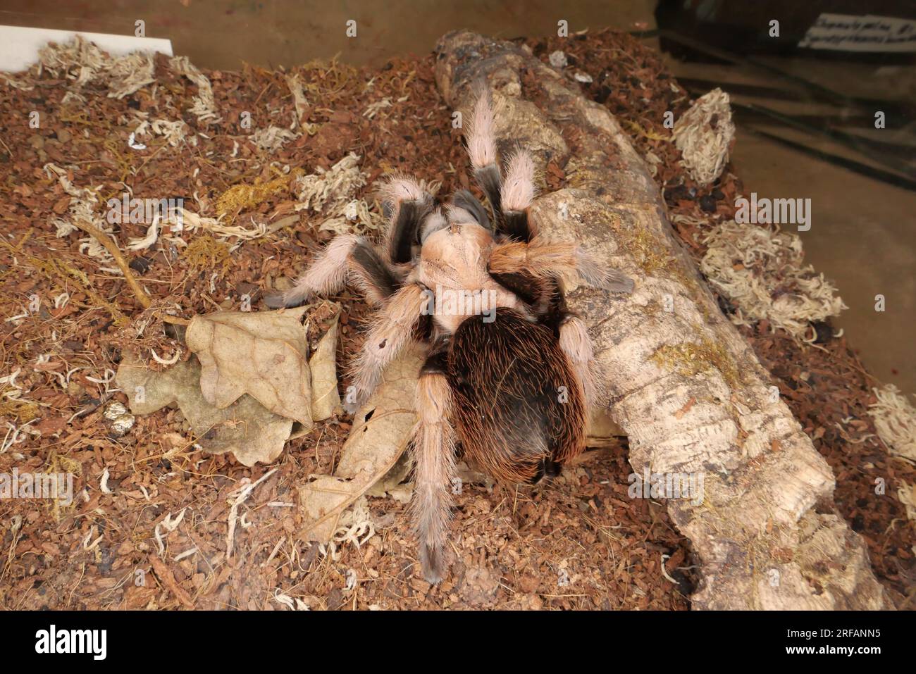 Derby Quad insectes araignées Creepy Crawlies - Goliath Birdeater (Theraphosa blondi) qui appartient à la famille des tarentula. Banque D'Images