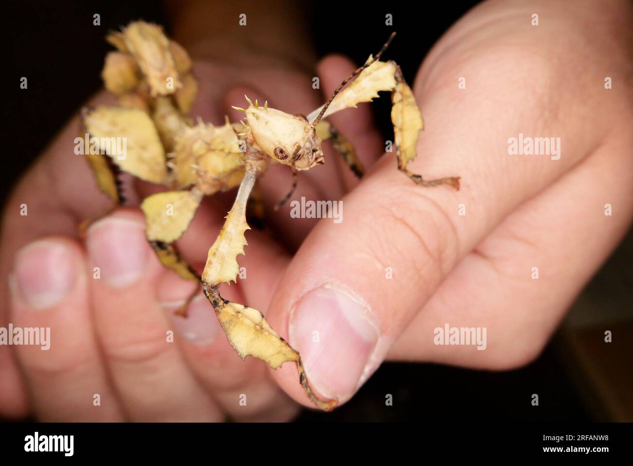 Derby Quad Insects Spiders Creepy Crawlies - insecte géant australien en bâtonnet de feuilles épineuses. Banque D'Images