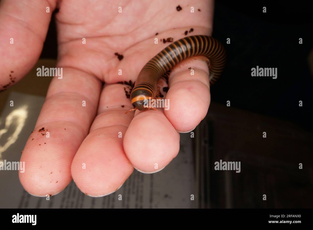 Derby Quad insectes araignées rampantes - Archispirostreptus gigas, connu sous le nom de millipède africain géant ou shongololo. Banque D'Images Derby Quad insectes araignées rampantes - Archispirostreptus gigas, connu sous le nom de millipède africain géant ou shongololo. Banque D'Images
