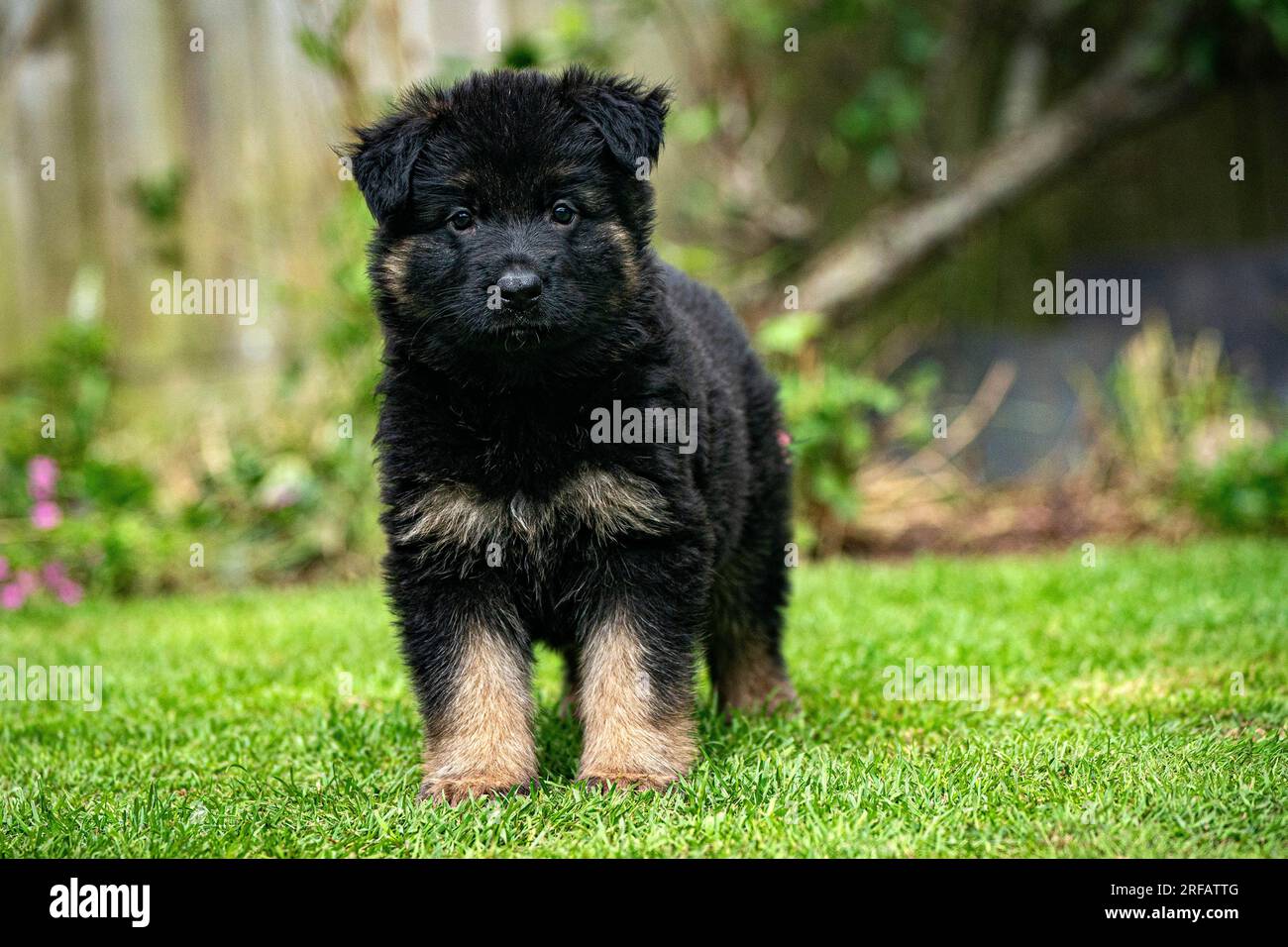 USAGE ÉDITORIAL SEUL Un chiot issu d'une portée de neuf chiens guides de berger allemand, né de maman Unity en juin, joue dans le jardin de leur maison dans le Somerset, car les chiens guides font un appel pour dissiper les stéréotypes et les idées fausses concernant la race. Date de publication : mercredi 2 août 2023. Banque D'Images