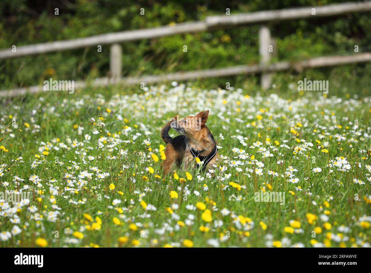 Chien dans le champ de fleurs sauvages reniflant l'air Banque D'Images