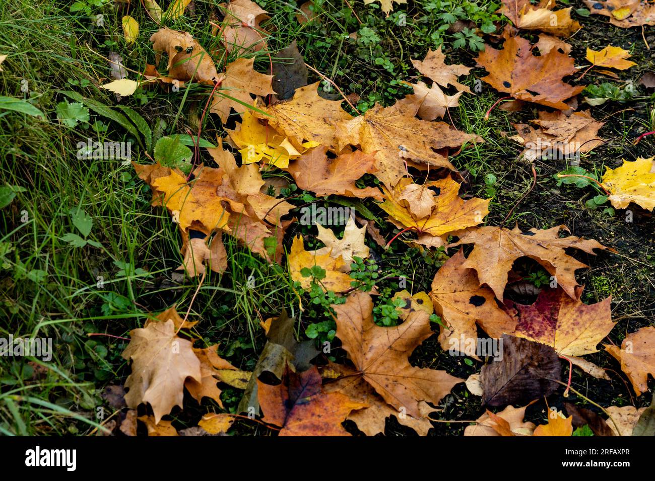 herbe verte recouverte de feuilles jaunes tombées. Photo de haute qualité Banque D'Images