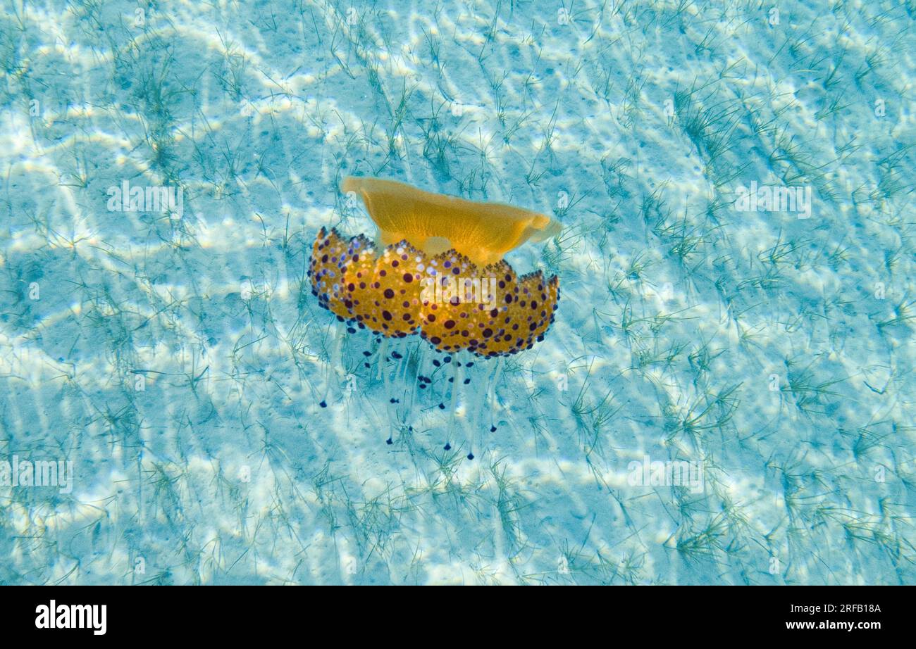 Méduse flottant dans les eaux bleues de la mer Méditerranée. Banque D'Images