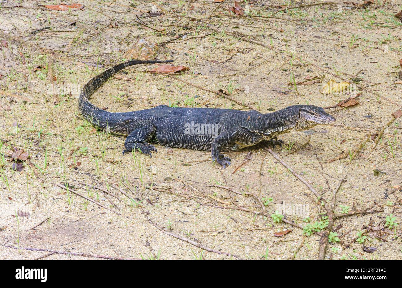 Lézard malais de surveillance de l'eau sur les rives de Marina Bay à Singapour Banque D'Images