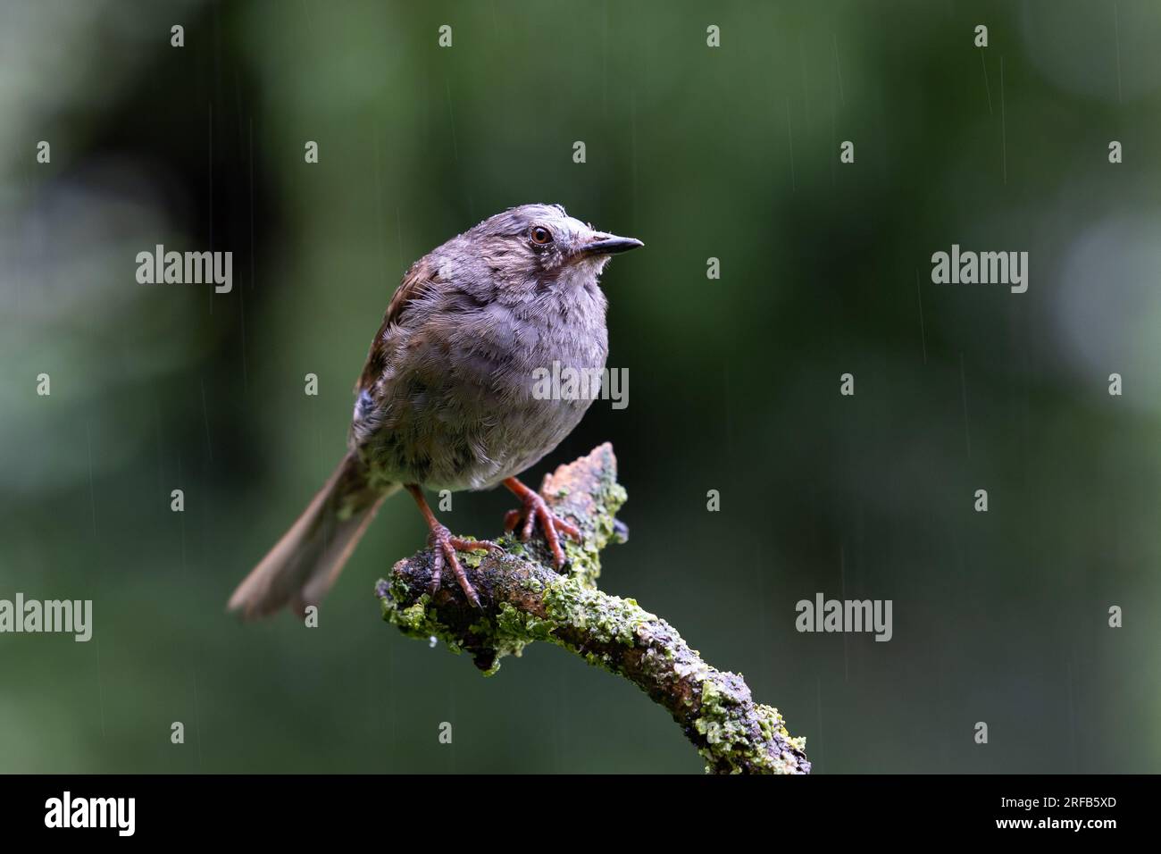 Un Dunnock (Prunella modularis) perché sur une branche - Yorkshire, Royaume-Uni, été. Banque D'Images