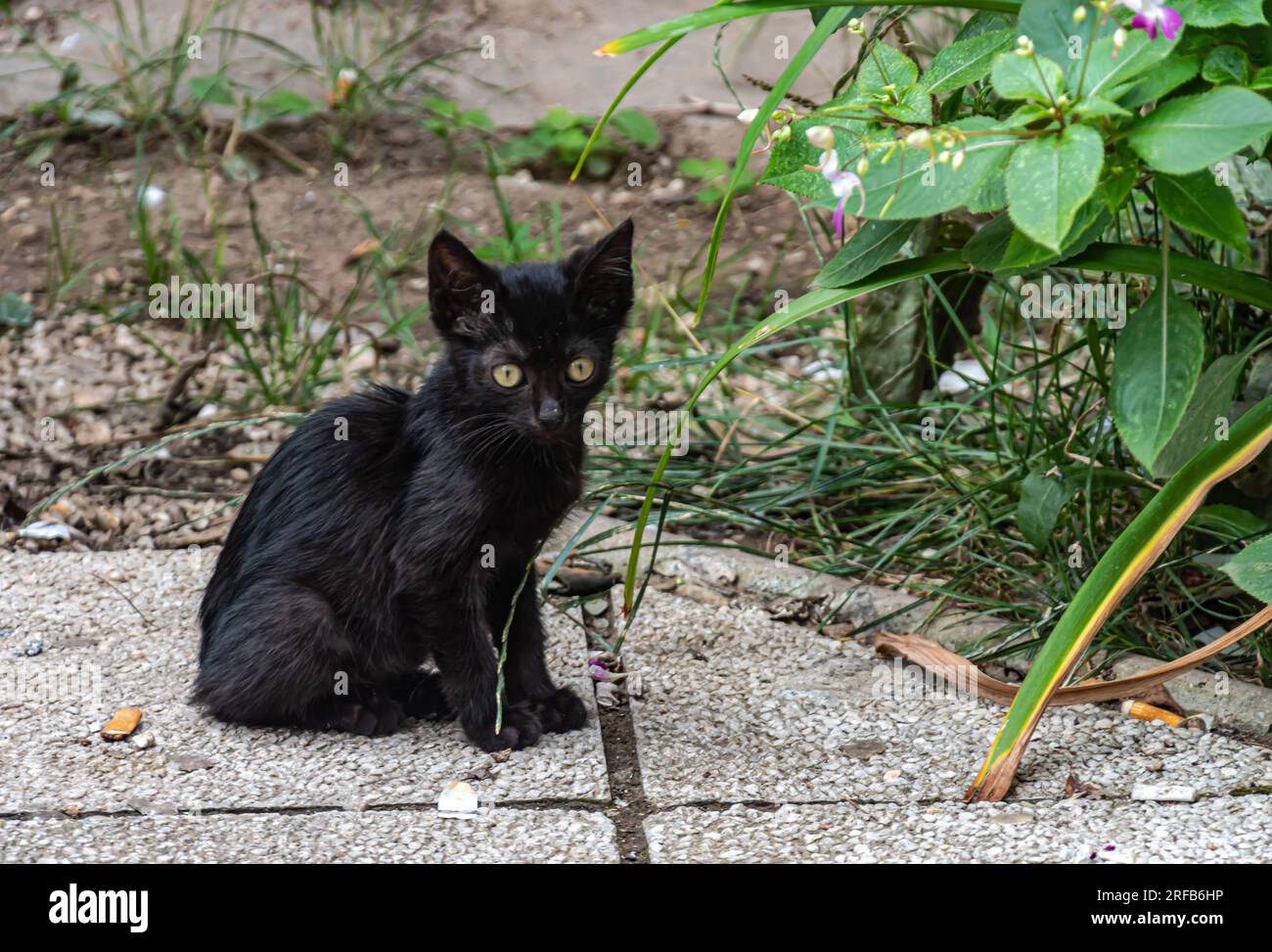 Mignon chaton noir dans la rue Banque D'Images