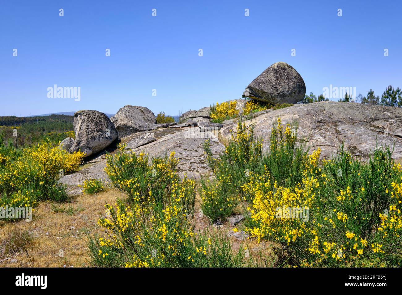 Chaîne de montagnes de Leomil en mai avec balai en fleurs. Alvite, Beira Alta. Portugal Banque D'Images