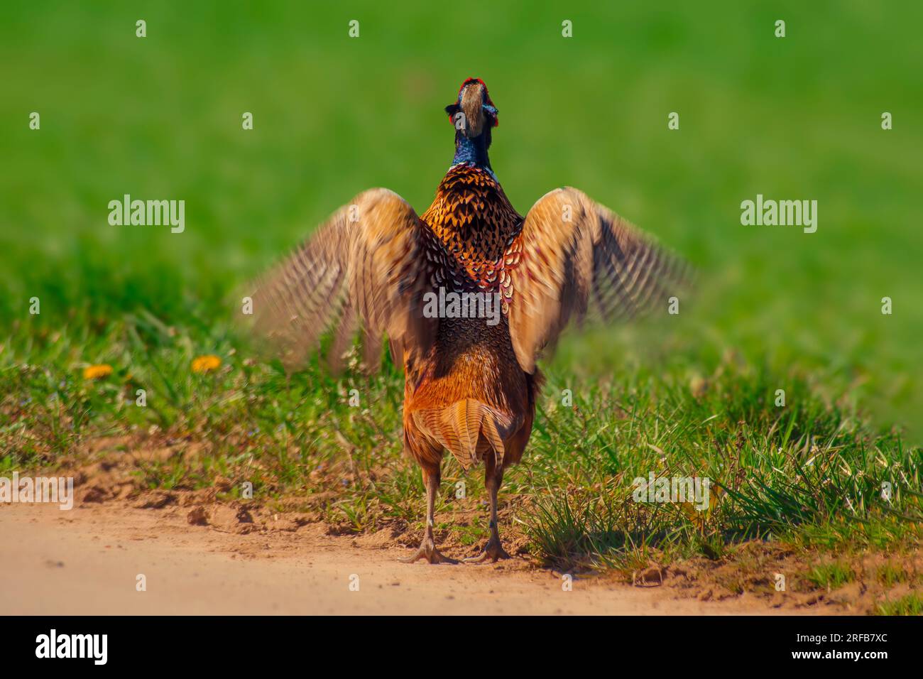 Un coq de faisan (Phasianus colchicus) se tient sur un chemin de terre et porte ses ailes Banque D'Images