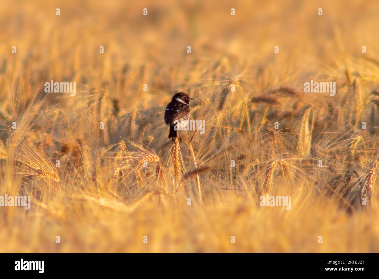 Un Stonechat (Saxicola rubicola) est assis sur les épis d'un champ de blé et cherche des insectes Banque D'Images