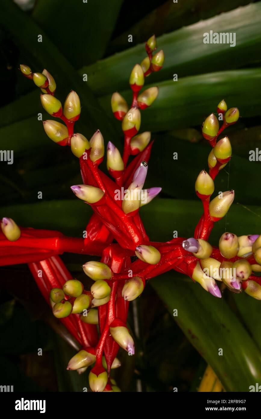 Broméliade Aechmea Flowerhead, rouge, jaune bleu, cultivé, Malanda, Australie. Banque D'Images