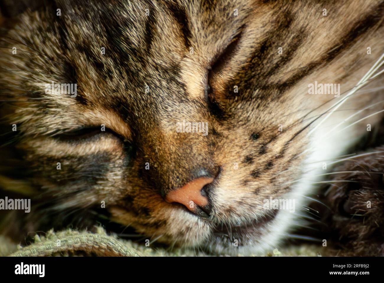 Chat domestique, Felis catus, poil court Tabby, clode-up du visage, animal de compagnie , Australie, Banque D'Images