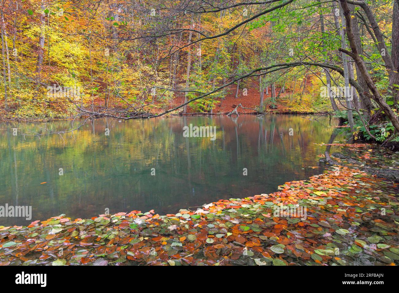Feuilles d'automne tombées flottant dans l'eau de la rivière Pinnau coulant à travers la forêt de feuillus montrant des couleurs d'automne, Schleswig-Holstein, Allemagne Banque D'Images