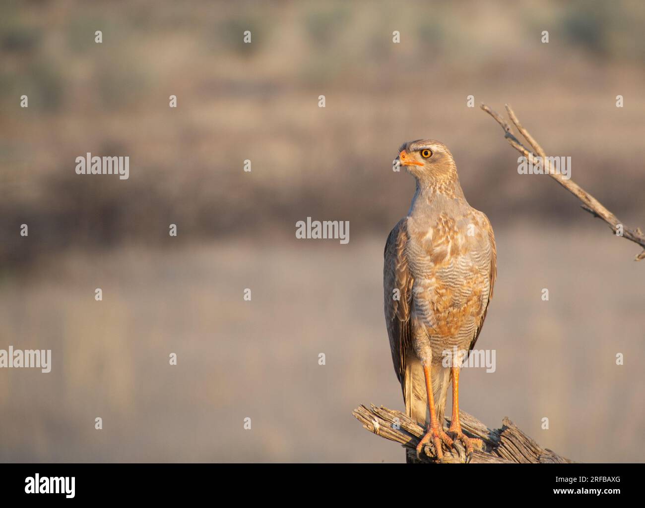 Juvénile Pale chantant Goshawk perché sur une branche Banque D'Images