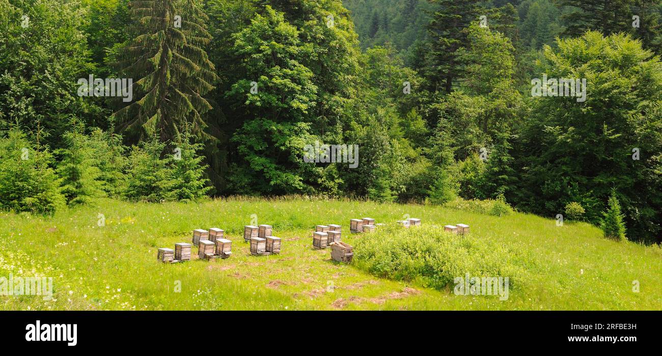 Ruches avec des abeilles dans les ruchers à la périphérie de la forêt Banque D'Images