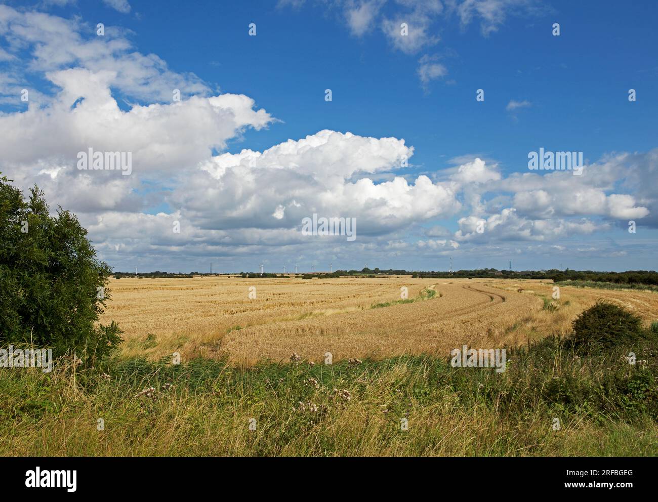 Wheatfields à Sammy's point, près de Kilnsea, Holderness, East Yorkshire, Angleterre Royaume-Uni Banque D'Images