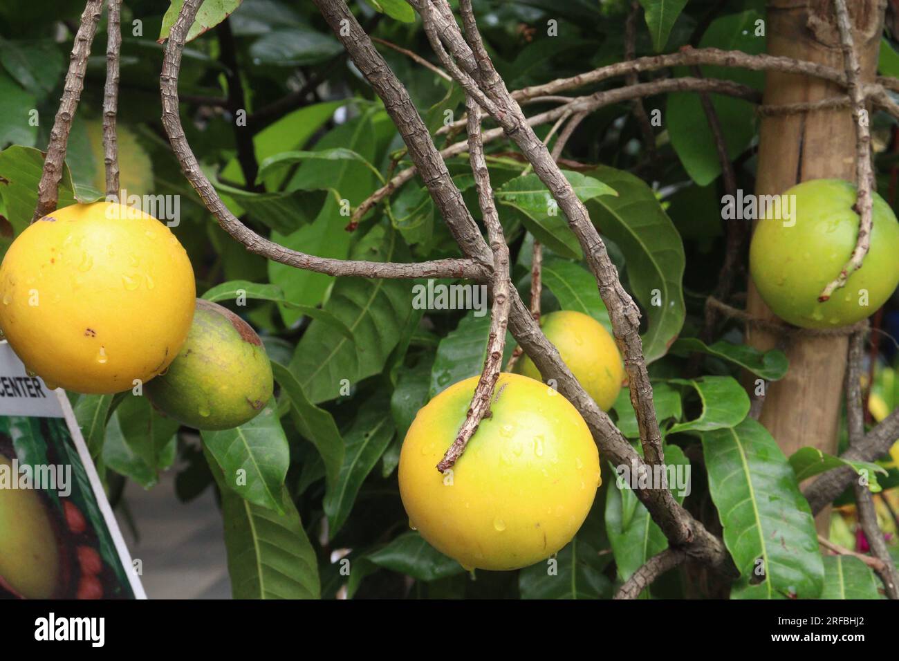 Savoureux et sain Pouteria caimito fruit sur l'arbre à la ferme pour la récolte sont des cultures commerciales Banque D'Images