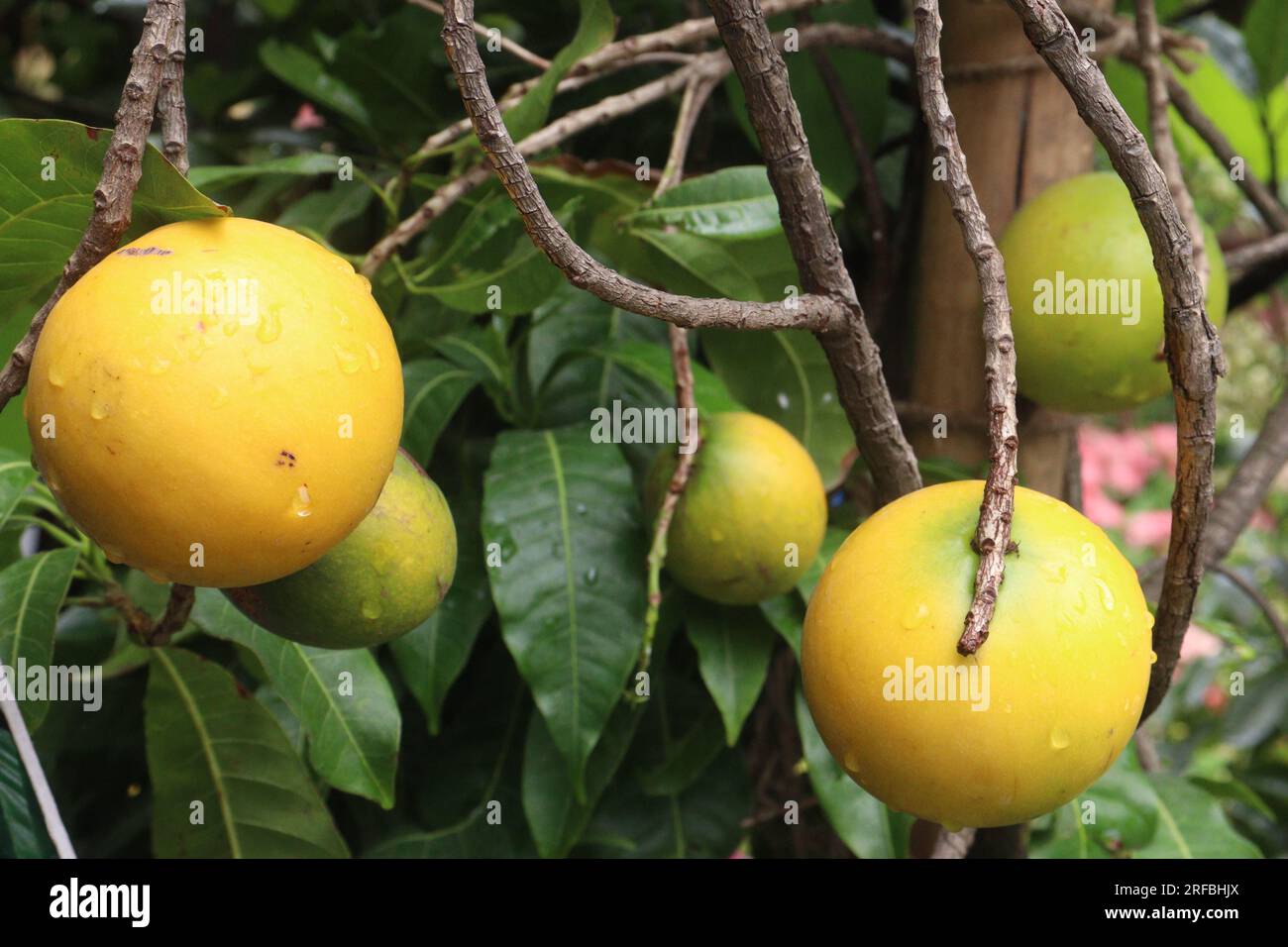 Savoureux et sain Pouteria caimito fruit sur l'arbre à la ferme pour la récolte sont des cultures commerciales Banque D'Images