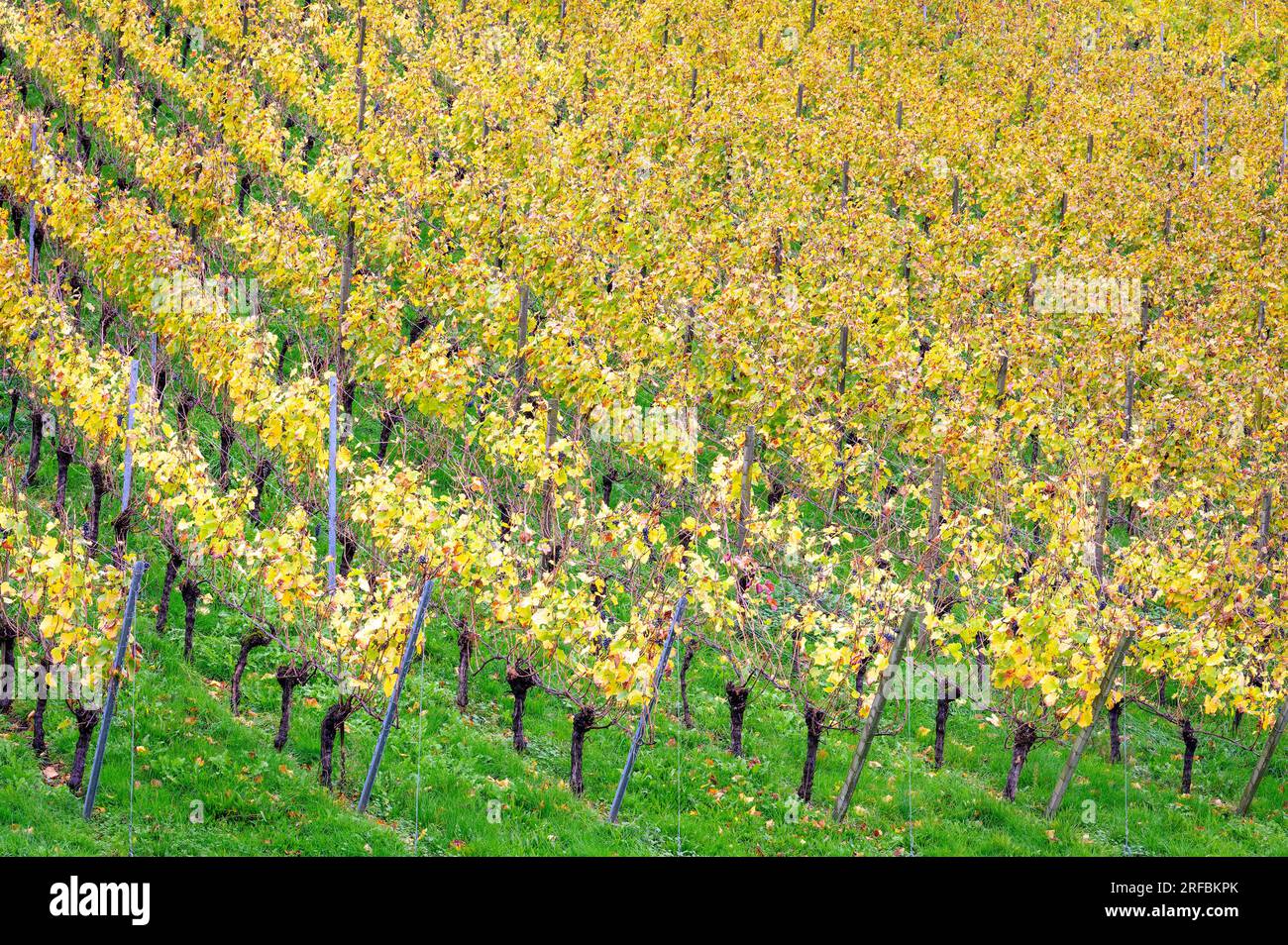 Paysage pittoresque avec motif de vignes dans les couleurs d'automne, Forêt Noire, Allemagne. Banque D'Images