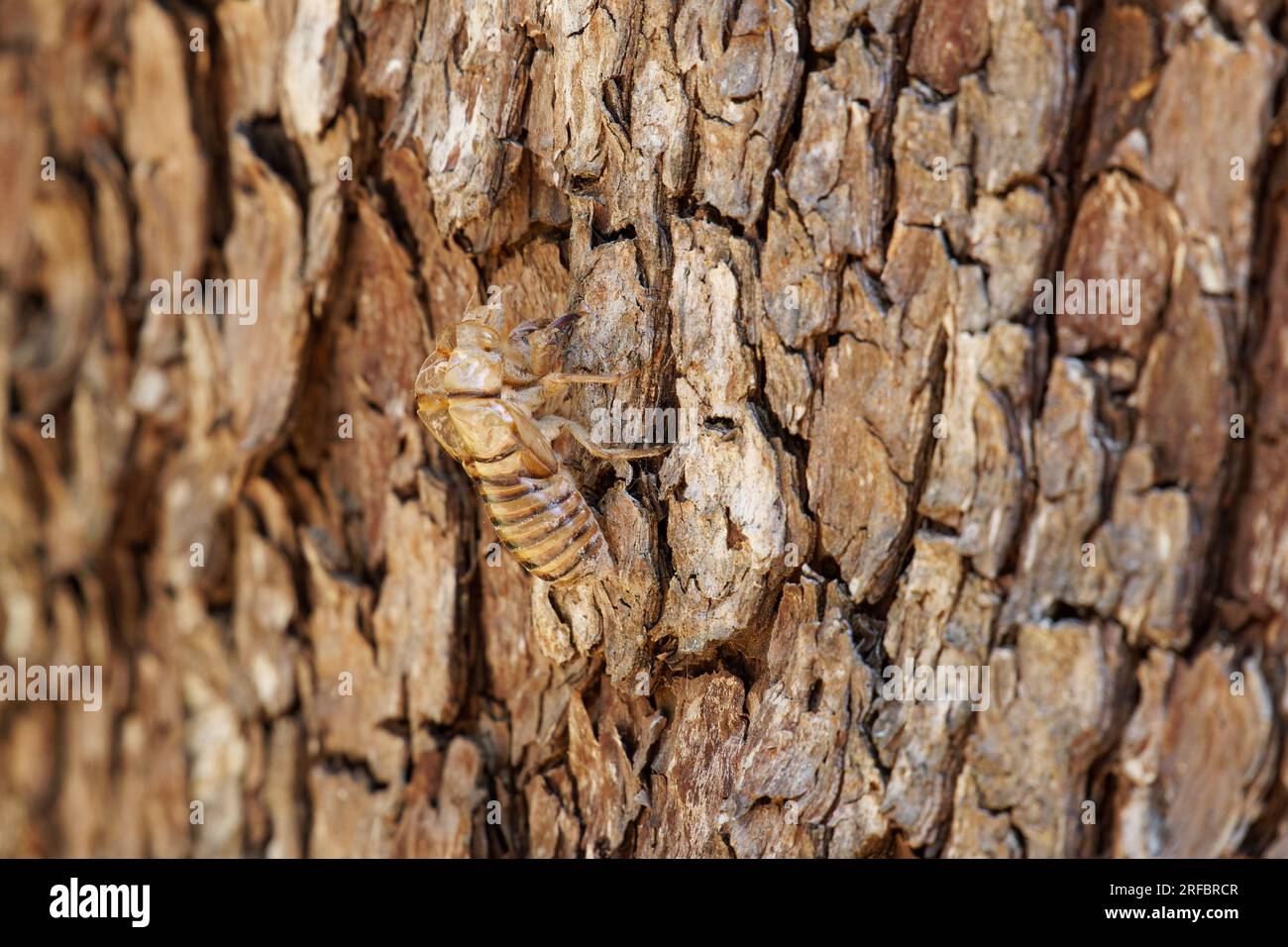 Écorce de Cicada sur écorce d'arbre Banque D'Images