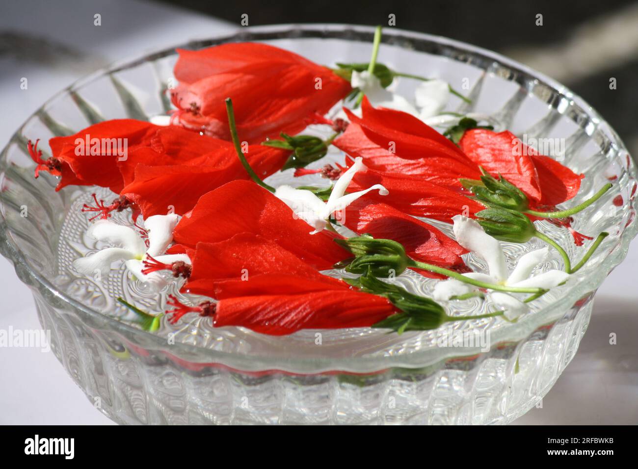 Hibiscus chinois rouge coke avec fleurs blanches de jasmin dans un bol en verre : (pix Sanjiv Shukla) Banque D'Images